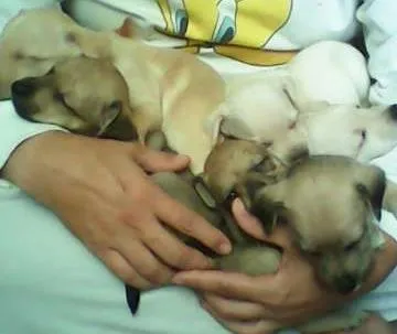 Cachorro ra a SRD idade Abaixo de 2 meses nome JACK, POLAR, WINDYS