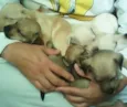 JACK, POLAR, WINDYS