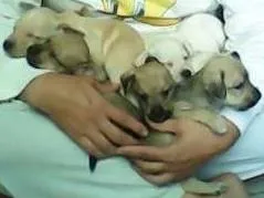 Cachorro ra a SRD idade Abaixo de 2 meses nome JACK, POLAR, WINDYS