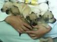 JACK, POLAR, WINDYS