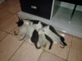 gatos