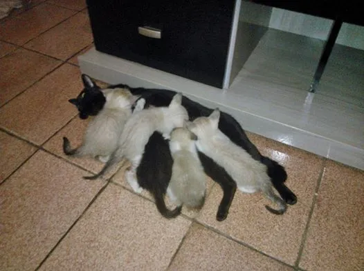 Gato ra a  idade  nome gatos