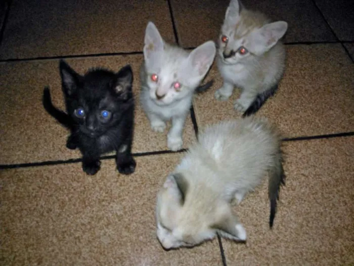 Gato ra a  idade  nome gatos