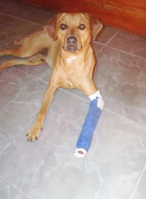 Cachorro raça srd idade 4 anos nome cobrec