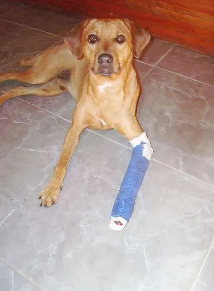 Cachorro raça srd idade 4 anos nome cobrec