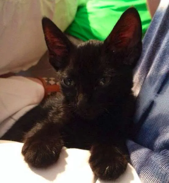 Gato ra a SRD idade Abaixo de 2 meses nome Olívia