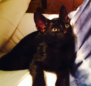 Gato raça SRD idade Abaixo de 2 meses nome Olívia