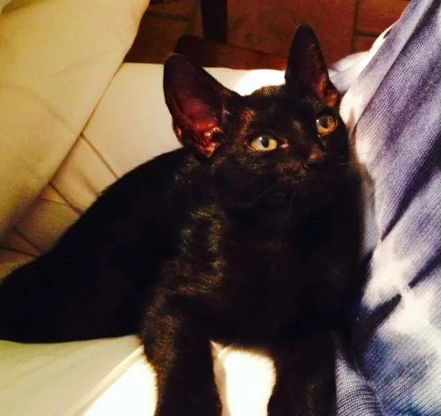 Gato ra a SRD idade Abaixo de 2 meses nome Olívia