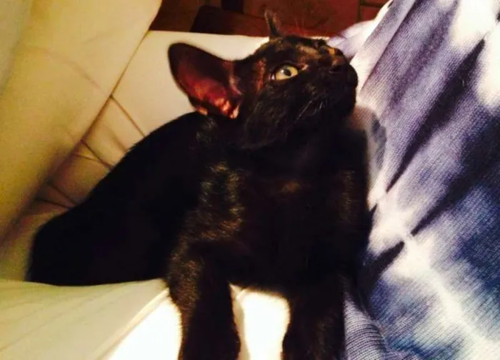 Gato ra a SRD idade Abaixo de 2 meses nome Olívia