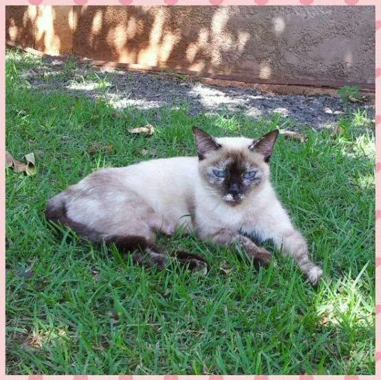 Gato ra a SRD idade 7 a 11 meses nome Gegê