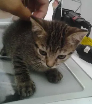 Gato raça  idade Abaixo de 2 meses nome Sem nome