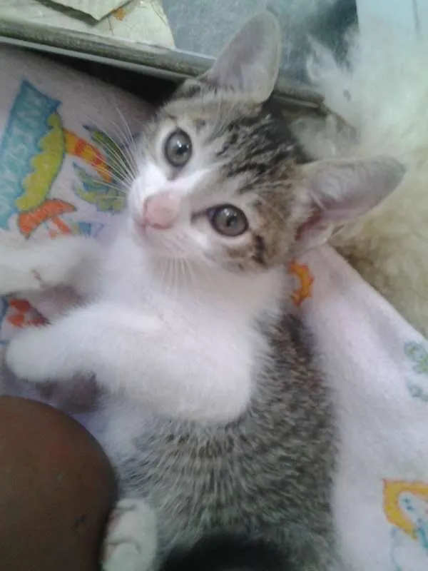 Gato ra a  idade Abaixo de 2 meses nome Sem Nome