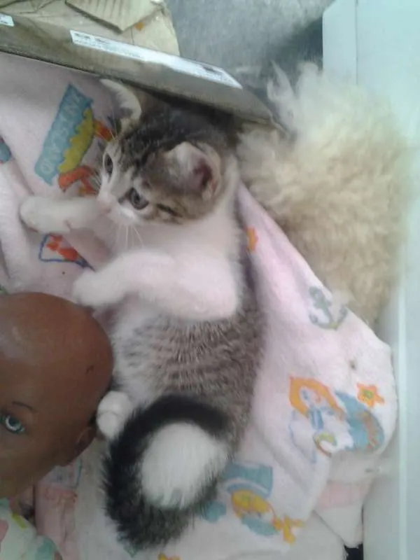 Gato ra a  idade Abaixo de 2 meses nome Sem Nome