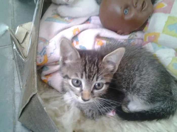 Gato ra a  idade Abaixo de 2 meses nome Sem nome