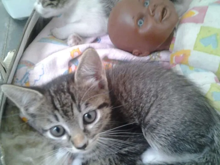 Gato ra a  idade Abaixo de 2 meses nome Sem nome
