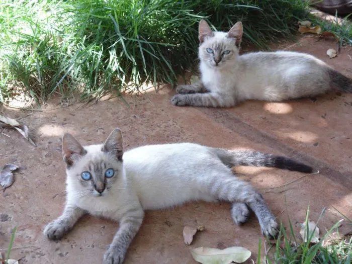 Gato ra a Siamês idade 7 a 11 meses nome Tom e Tedy