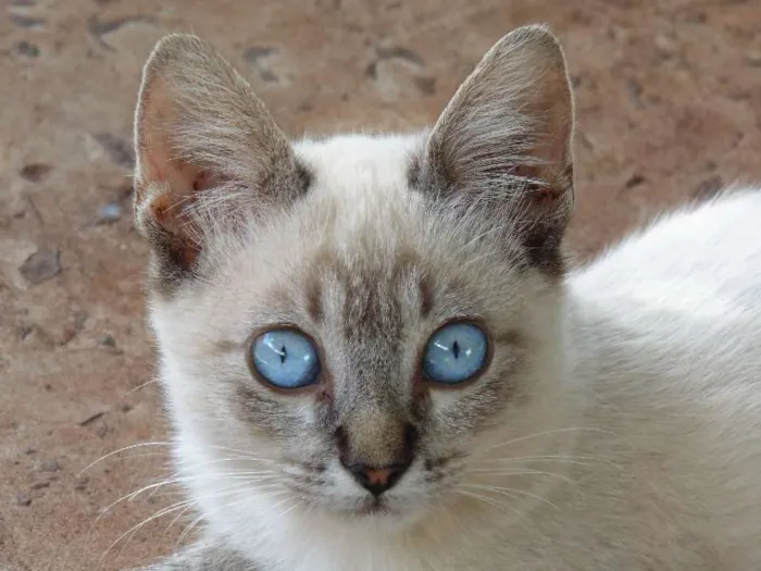 Gato ra a Siamês idade 7 a 11 meses nome Tom e Tedy