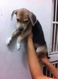 Me adota!