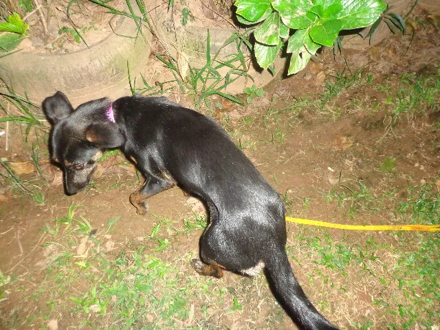 Cachorro ra a srd idade 7 a 11 meses nome Violeta