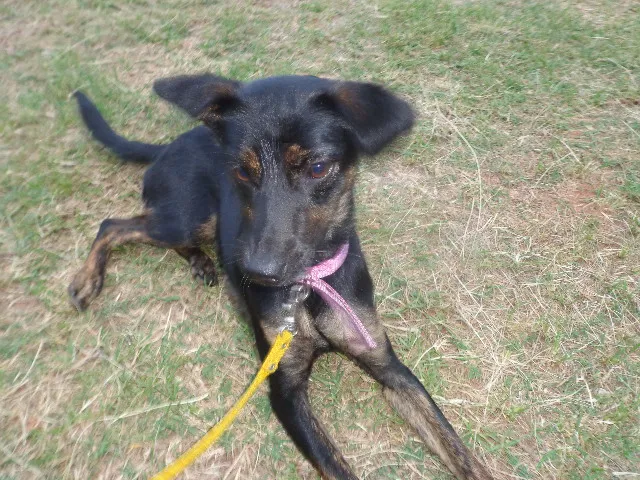 Cachorro ra a srd idade 7 a 11 meses nome Violeta