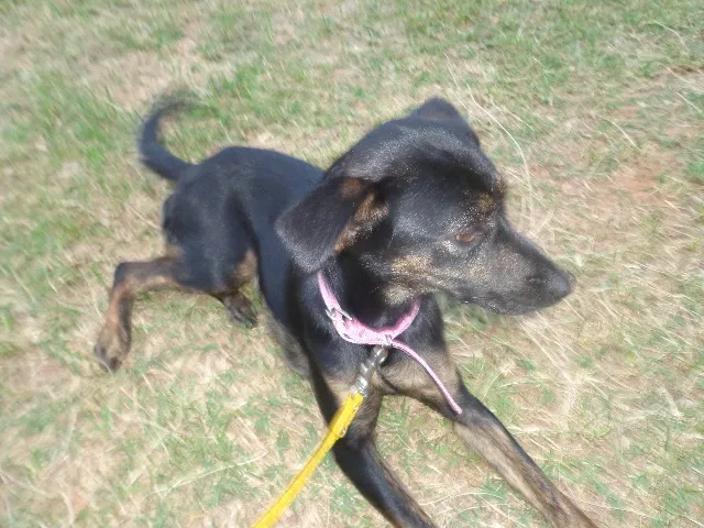 Cachorro ra a srd idade 7 a 11 meses nome Violeta