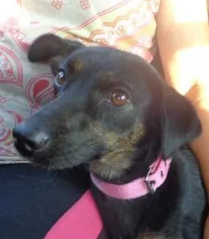Cachorro raça srd idade 7 a 11 meses nome Violeta