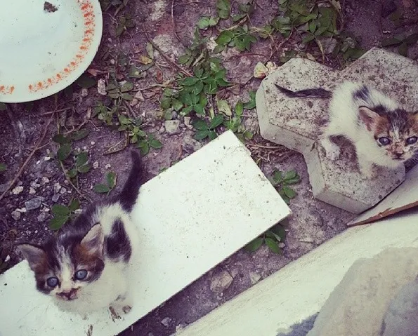 Gato raça  idade  nome Sem nomes