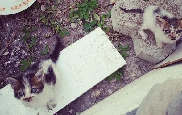 Gato raça  idade  nome Sem nomes