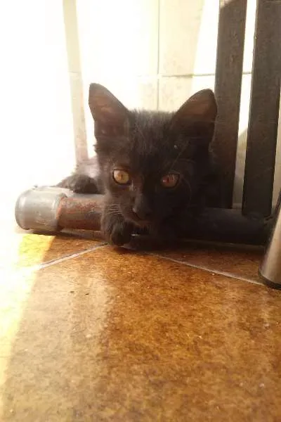 Gato ra a SRD idade 2 a 6 meses nome Lucy