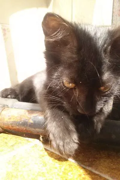 Gato ra a SRD idade 2 a 6 meses nome Lucy
