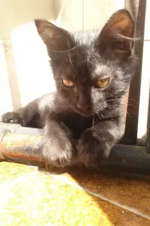 Gato raça SRD idade 2 a 6 meses nome Lucy