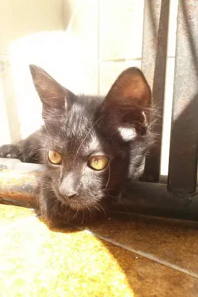Gato ra a SRD idade 2 a 6 meses nome Lucy