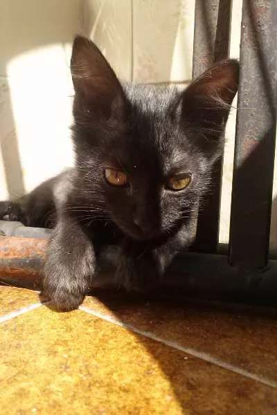 Gato ra a SRD idade 2 a 6 meses nome Lucy
