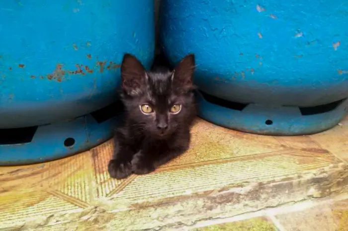 Gato ra a SRD idade 2 a 6 meses nome Lucy