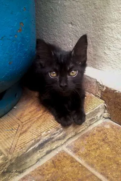 Gato ra a SRD idade 2 a 6 meses nome Lucy