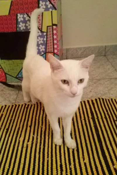 Gato ra a SRD idade 2 a 6 meses nome Bel e Amaral