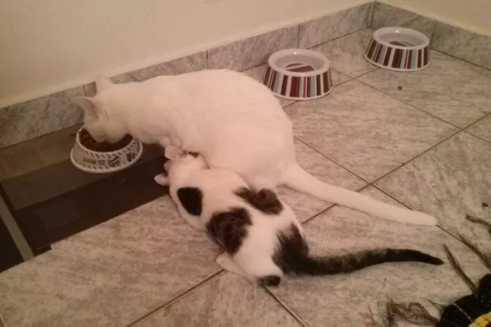 Gato ra a SRD idade 2 a 6 meses nome Bel e Amaral