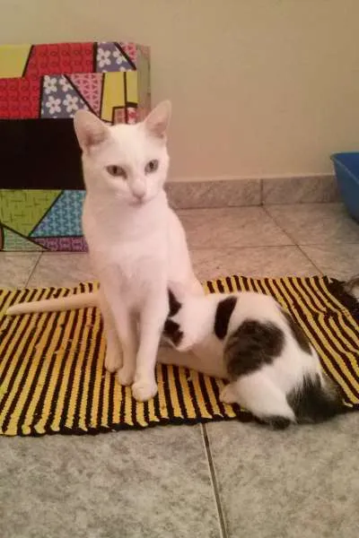 Gato ra a SRD idade 2 a 6 meses nome Bel e Amaral