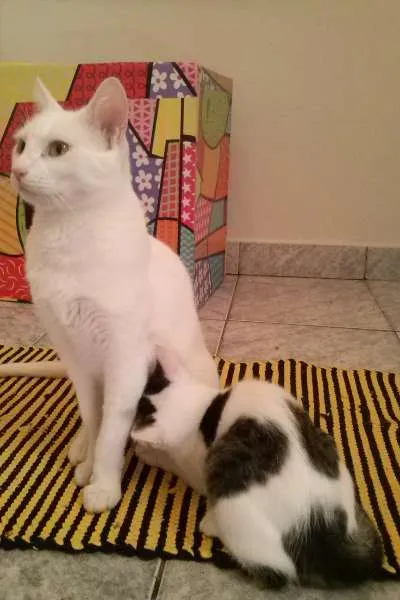 Gato ra a SRD idade 2 a 6 meses nome Bel e Amaral