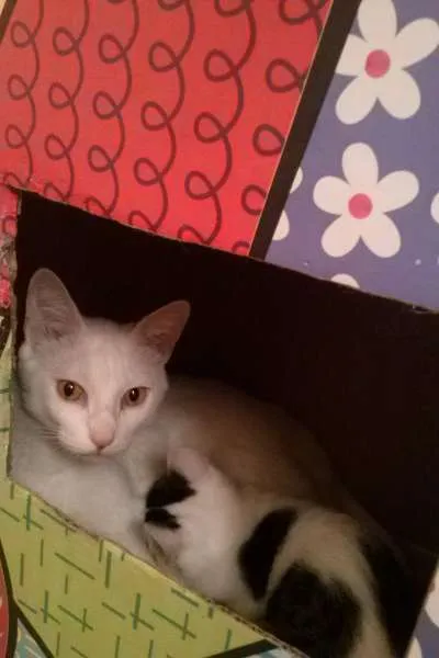 Gato ra a SRD idade 2 a 6 meses nome Bel e Amaral