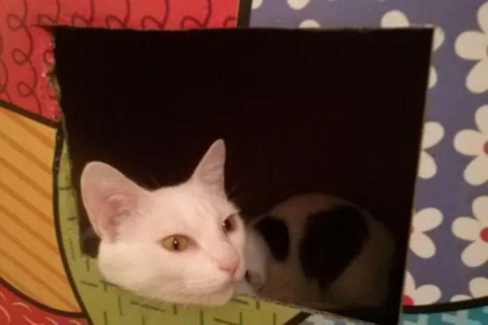 Gato ra a SRD idade 2 a 6 meses nome Bel e Amaral