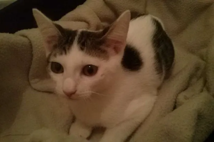 Gato ra a SRD idade 2 a 6 meses nome Bel e Amaral