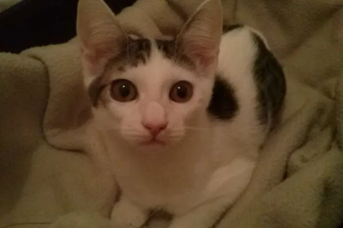 Gato ra a SRD idade 2 a 6 meses nome Bel e Amaral