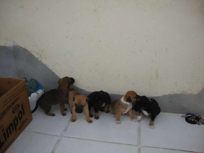 Cachorro ra a SRD idade Abaixo de 2 meses nome filhotes