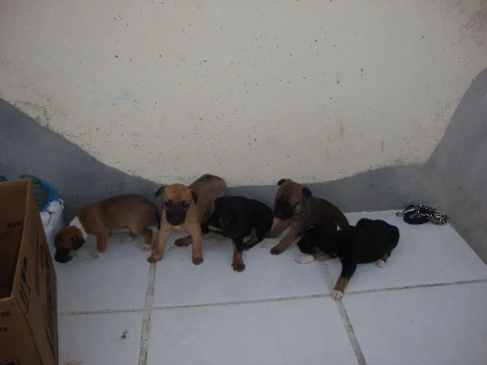 Cachorro ra a SRD idade Abaixo de 2 meses nome filhotes