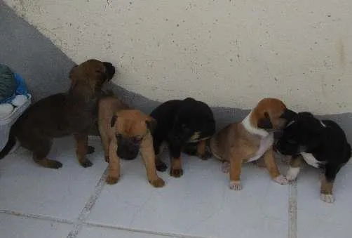 Cachorro ra a SRD idade Abaixo de 2 meses nome filhotes