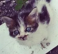 Gato raça  idade  nome Sem nomes