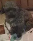 Cachorro raça Schnauzer  idade 1 ano nome Suzy e Sheik