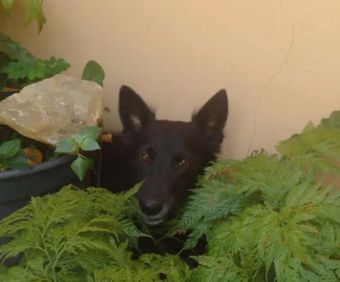Cachorro ra a SRD idade 2 anos nome Irina
