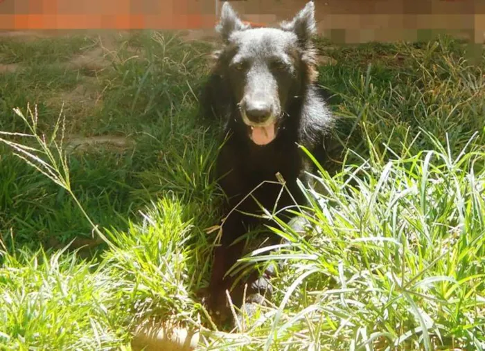 Cachorro ra a SRD idade 2 anos nome Irina
